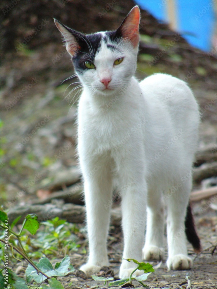 its my cat image. i love all cat. i hope u also like my photoshoot. thanks its my cat image. i love all cat. i hope u also like my photoshoot. thanks