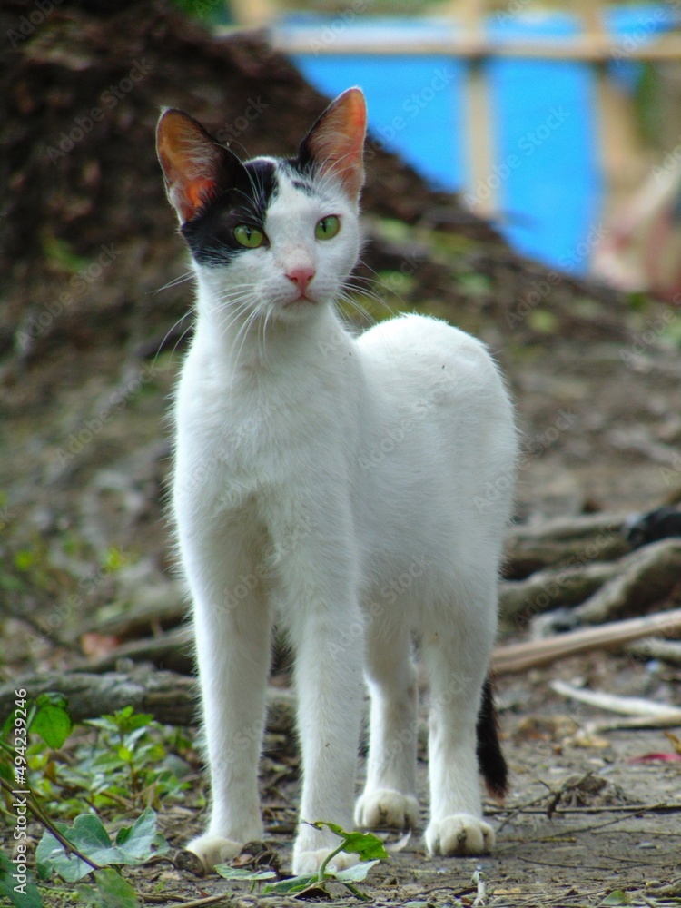 its my cat image. i love all cat. i hope u also like my photoshoot. thanks its my cat image. i love all cat. i hope u also like my photoshoot. thanks