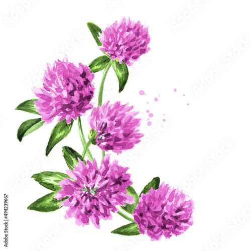 Red  pink field clover  flowers. Hand drawn watercolor  illustration isolated on white background
