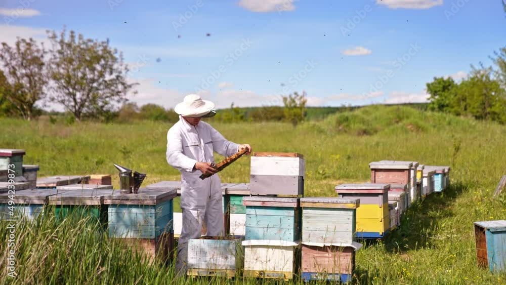 Calm male beekeeper looking thoroughly the frame. Multiple bees flying quickly around the man. Sunny nature backdrop. Calm male beekeeper looking thoroughly the frame. Multiple bees flying quickly around the man. Sunny nature backdrop.