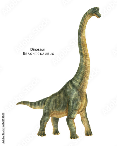 Brachiosaurus illustration. Green long neck dinosaur photo