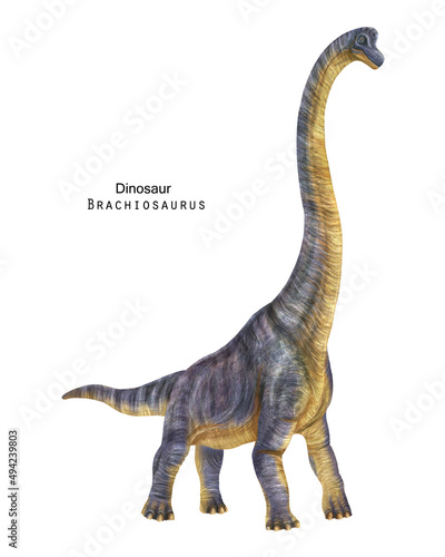 Brachiosaurus illustration. Violet long neck dinosaur