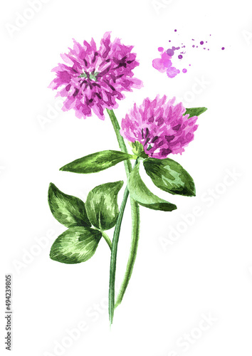 Red pink field clover flowers.  Hand drawn watercolor illustration isolated on white   background