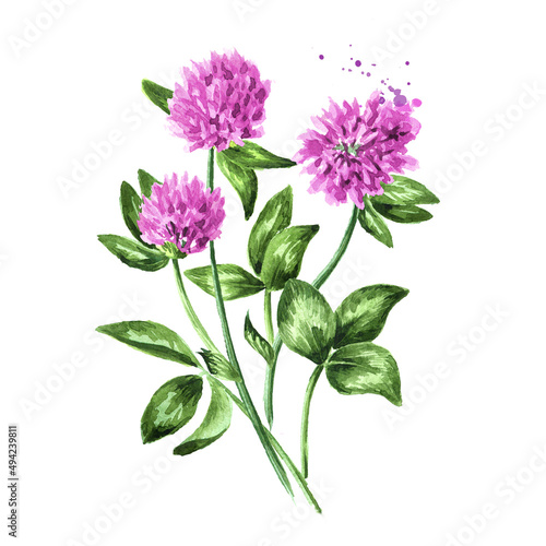 Red pink field clover flowers. Hand drawn watercolor illustration isolated on white background