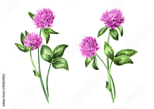 Red pink field clover flowers.  Hand drawn watercolor illustration isolated on white  background