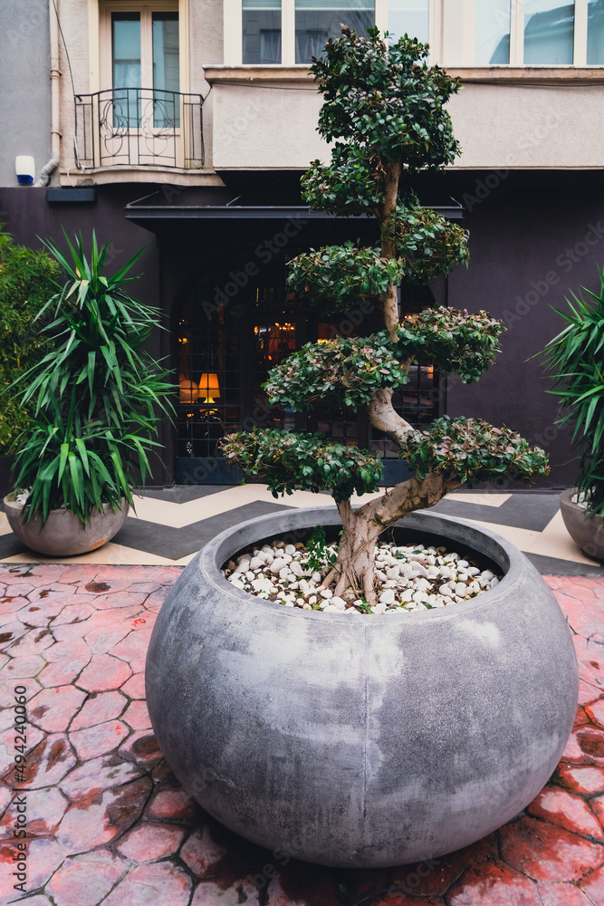bonsai tree and plants in huge concrete pots in patio. green exterior