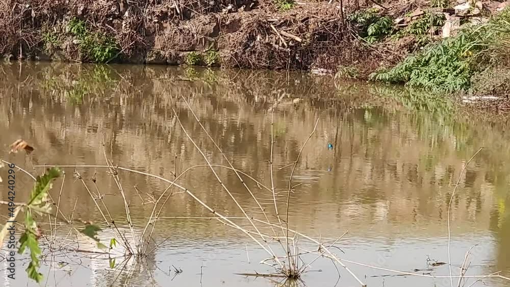 A kingfisher flew across the pond A kingfisher flew across the pond