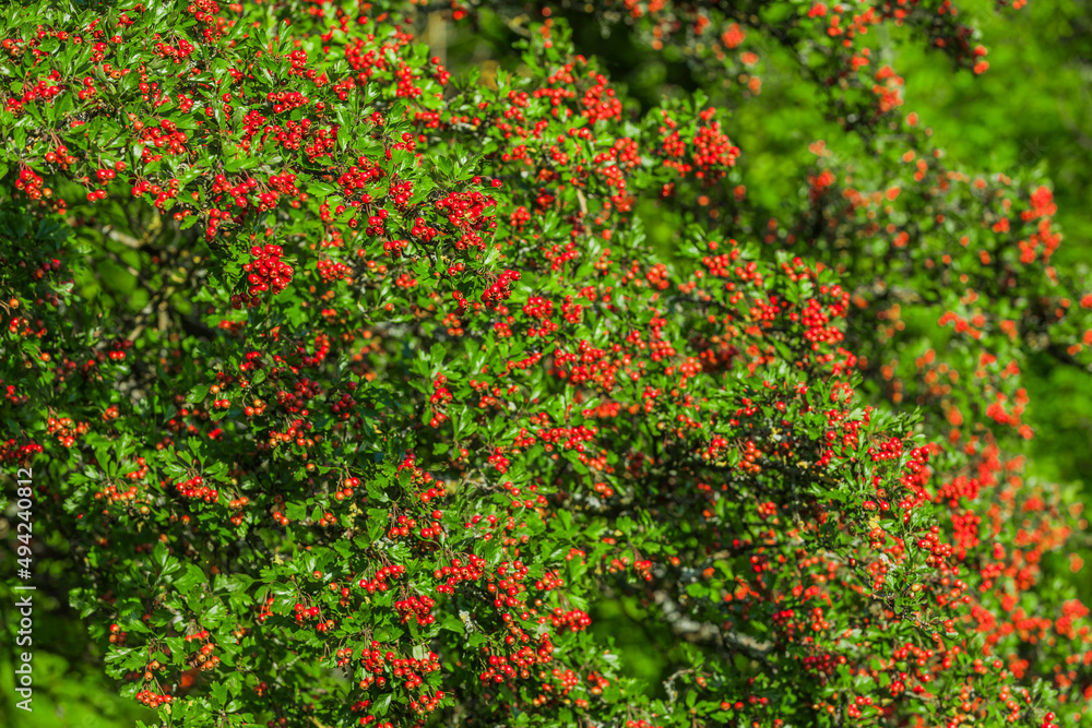 Rote Beeren eines Weißdornstrauches