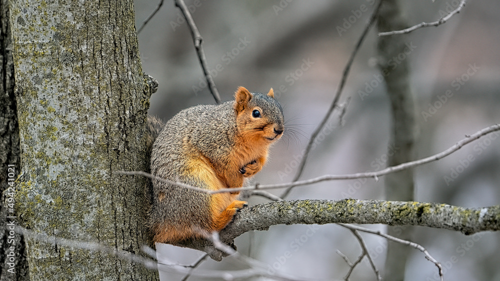 fox squirrel in winter fox squirrel in winter