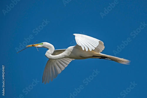 Great Egret in flight, returning to nest with stick for nest building.
