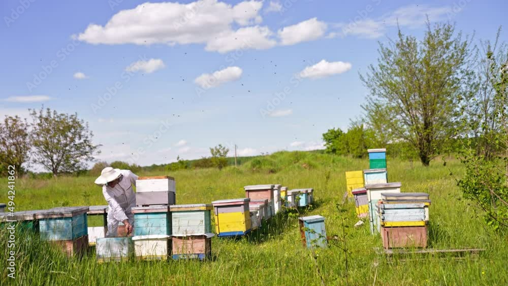 Little private apiary in the nature location. Apiculturist in white clothes bent over the hive and fumigates bees from a smoker. Numerous bee colony flying around him. Little private apiary in the nature location. Apiculturist in white clothes bent over the hive and fumigates bees from a smoker. Numerous bee colony flying around him.