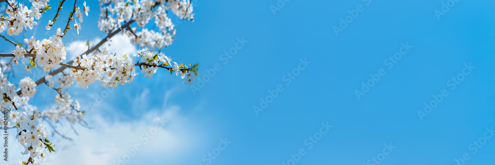 Fruit tree in bloom in spring against the blue sky. Nature banner background, soft focus, copy space