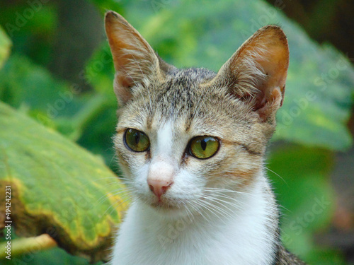i am a cat lover. i hope u like my all cat image.