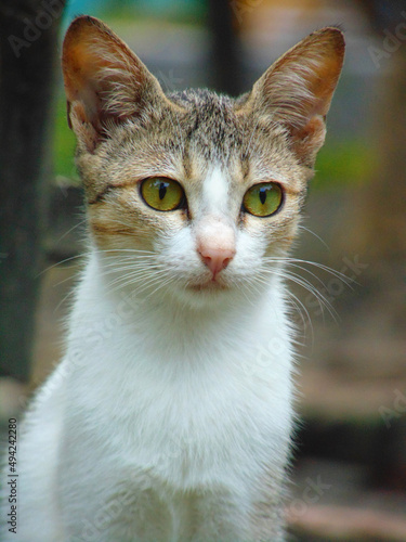 i am a cat lover. i hope u like my all cat image.