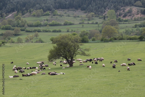  sheep grazing on the green meadows with mountains in backdrop.artvin .Turkey