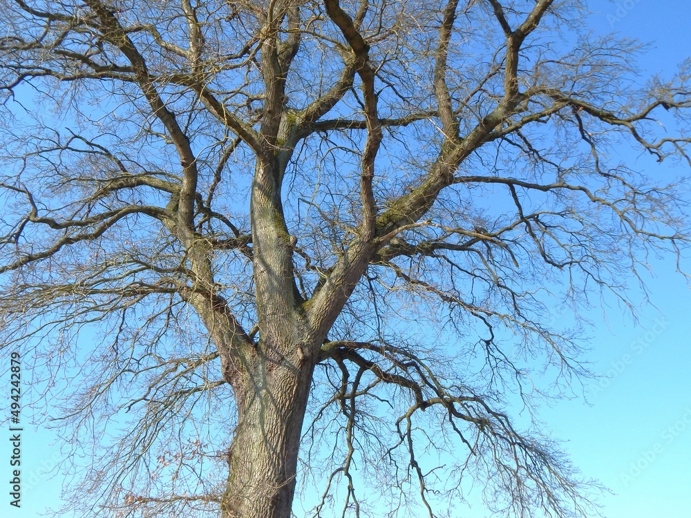 Arbre aux branches sans feuilles à la sortie de l'hiver avec un ciel bleu en arrière-plan