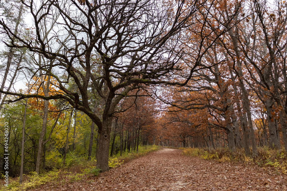Empty Trail Covered with Leaves and Lined with Colorful Trees during Autumn at the Waterfall Glen Forest Preserve in Lemont Illinois Empty Trail Covered with Leaves and Lined with Colorful Trees during Autumn at the Waterfall Glen Forest Preserve in Lemont Illinois