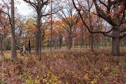 Colorful Trees and Plants at Waterfall Glen Forest Preserve in Lemont Illinois during Autumn