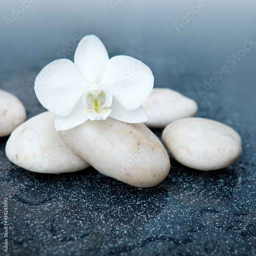 Spa background with white orchid flower and stone with water drops