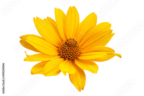 Fototapeta Naklejka Na Ścianę i Meble -  Yellow daisy flower