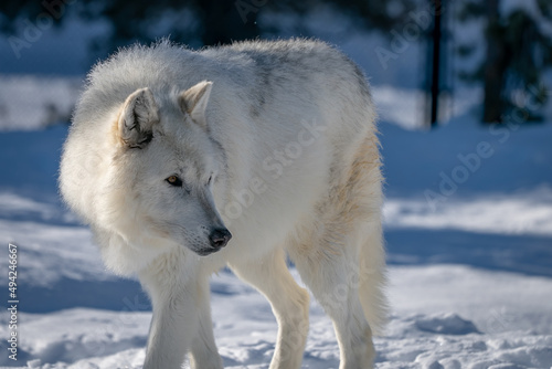 White wolf in the snow at the Yellowstone Grizzly and Wolf Center.  CAPTIVE 