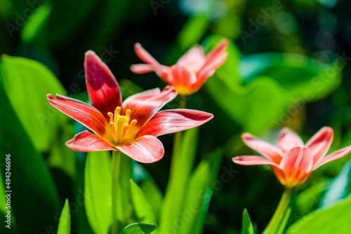 spring flowers in the park