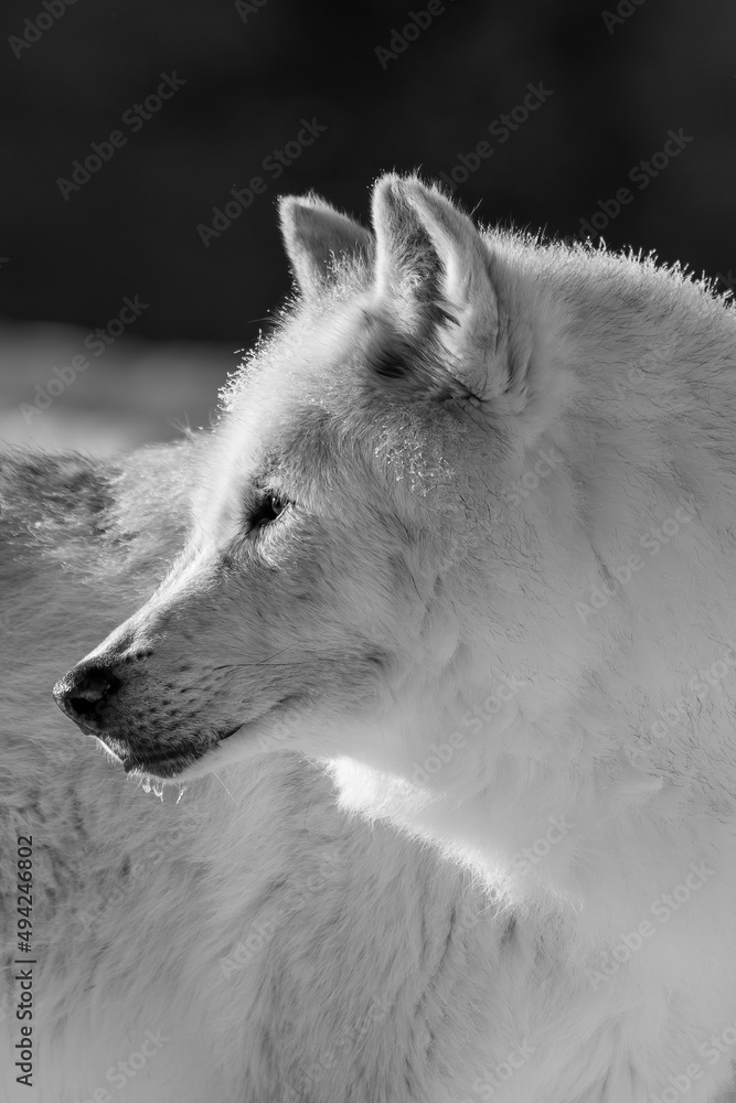 Obraz premium White wolf in the snow at the Yellowstone Grizzly and Wolf Center. CAPTIVE 