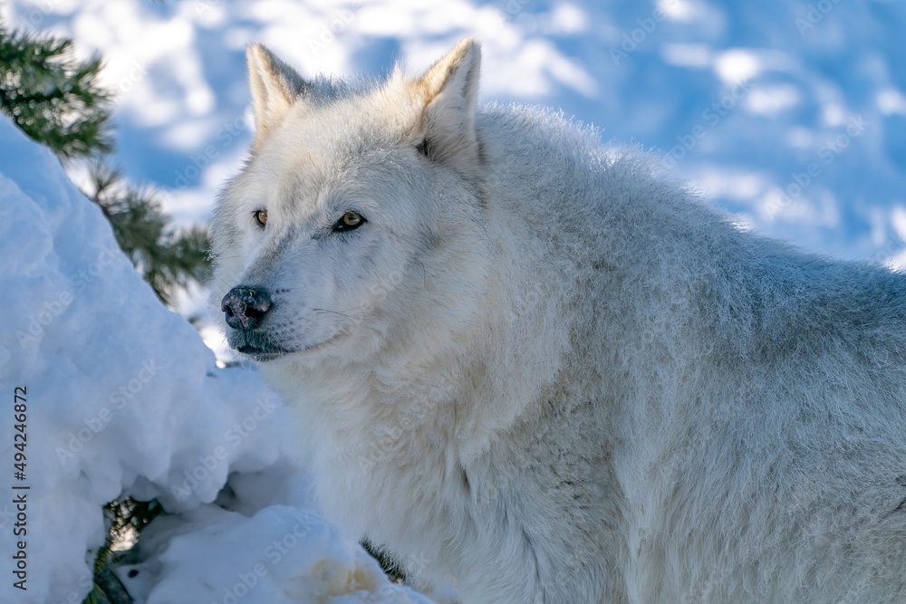 Obraz premium White wolf in the snow at the Yellowstone Grizzly and Wolf Center. CAPTIVE 