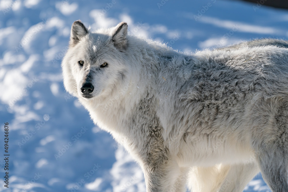 Obraz premium White wolf in the snow at the Yellowstone Grizzly and Wolf Center. CAPTIVE 