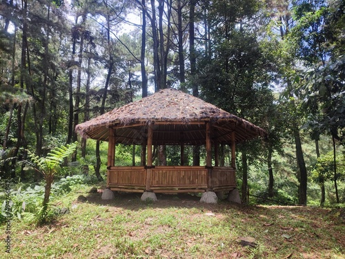 gazebo made of bamboo sticks  which is in a pine forest.