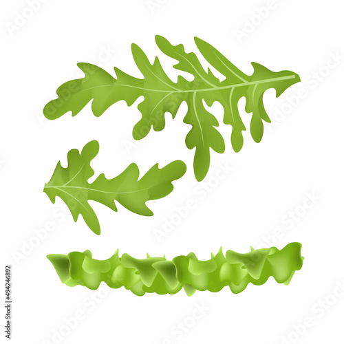 Leaf of salad for burger or sandwich Illustration of food for shops