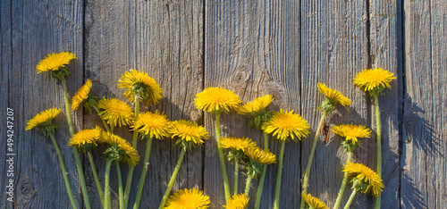 dandelions on old wooden background