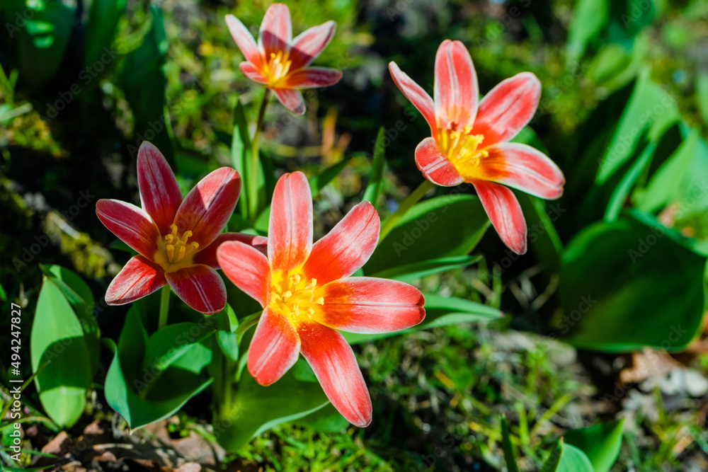 Fototapeta premium spring flowers in the park