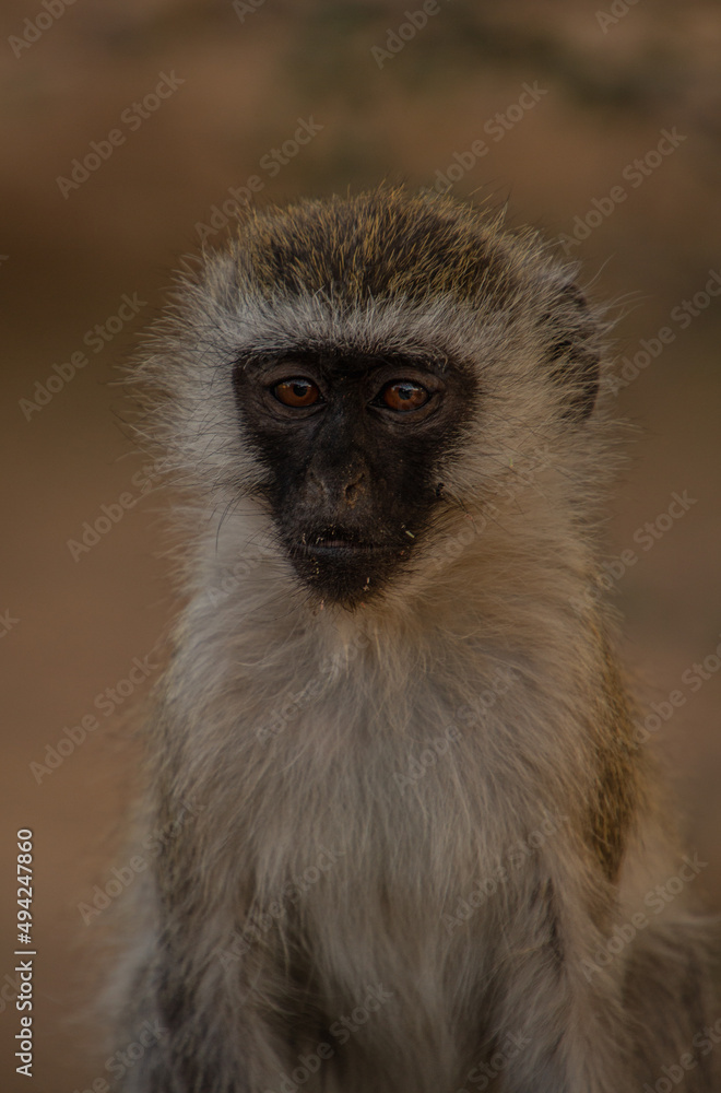 Retrato de un mono vervet durante un safari en Tanzania Retrato de un mono vervet durante un safari en Tanzania