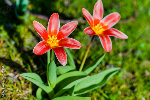 Wallpaper Mural spring flowers in the park Torontodigital.ca