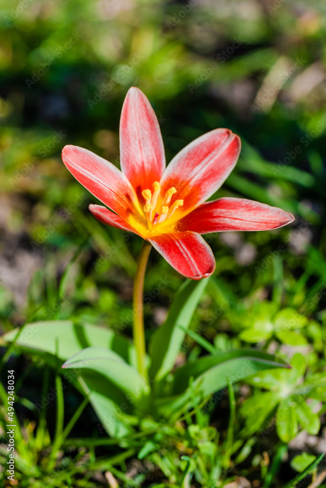 Fototapeta premium spring flowers in the park