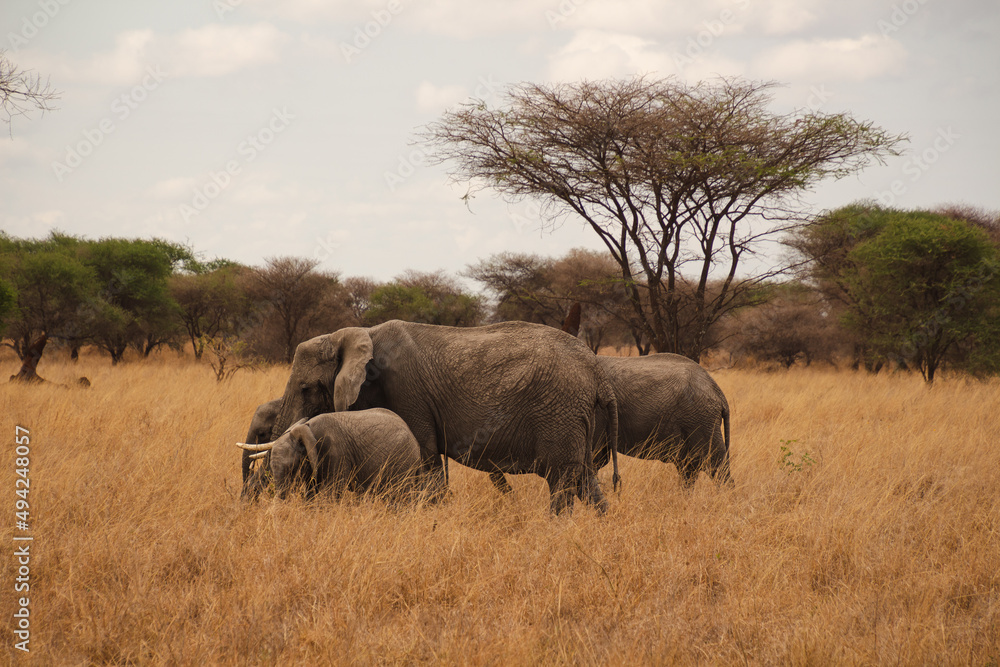 Manada de elefantes en su hábitat natural, la savana africana, en el parque del Serengeti Manada de elefantes en su hábitat natural, la savana africana, en el parque del Serengeti