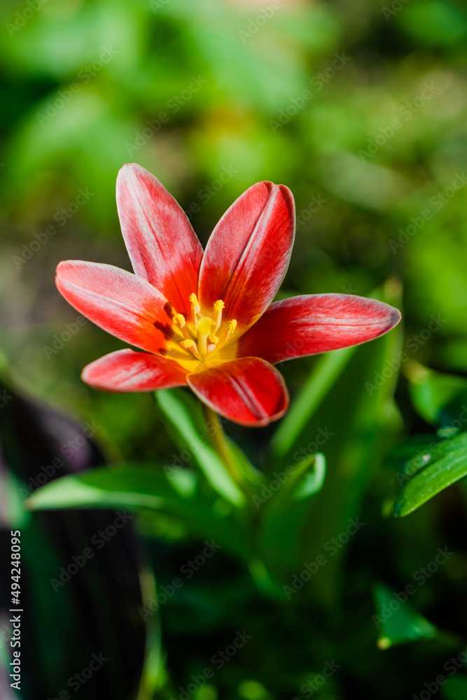 Fototapeta premium spring flowers in the park