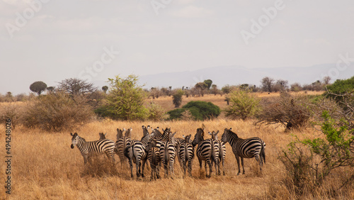 Grupo de cebras en su h  bitat natural  la savana africana  en el Serengeti  Tanzania 