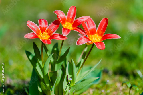 spring flowers in the park © Visualmedia