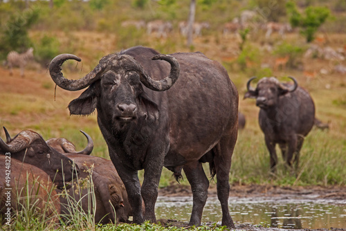 Buffalo Bull 13832 © Kobus