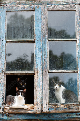 cats in the window in rural © Marian