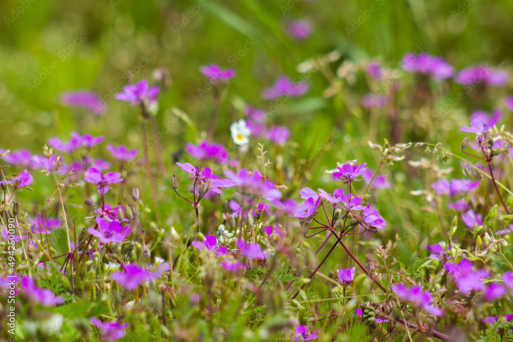 Lovely abstract background with violet flowers. Soft focus photo Lovely abstract background with violet flowers. Soft focus photo