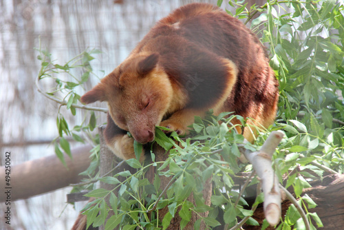 tree-kangaroo (dendrolagus) in a zoo in australia  photo