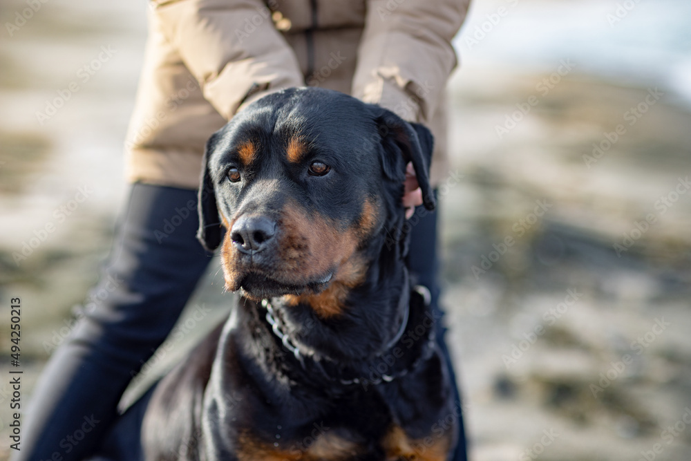 An unknown girl in a jacket stands on the beach near the sea and scratches a Rottweiler dog behind her ear An unknown girl in a jacket stands on the beach near the sea and scratches a Rottweiler dog behind her ear