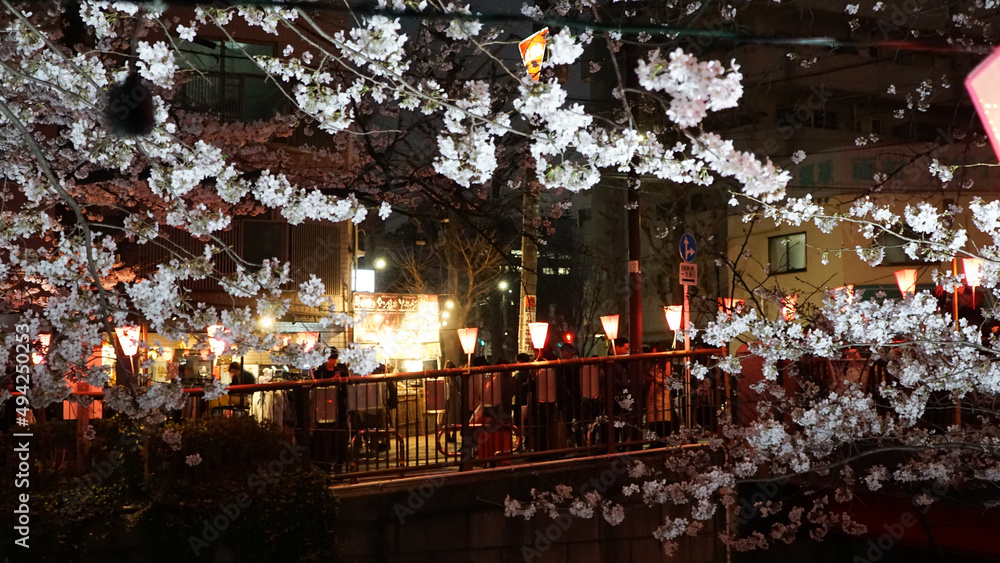 Fototapeta premium Tokyo in full cherry blossom season