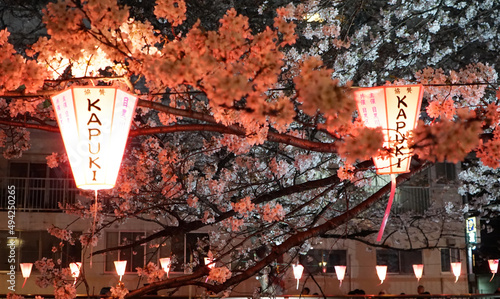 Photography Tokyo in full cherry blossom season