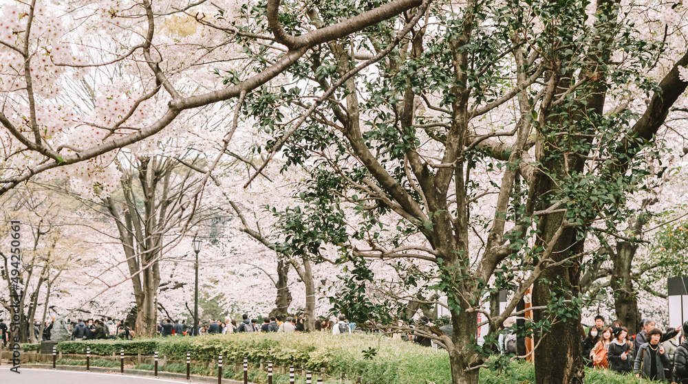 Fototapeta premium Tokyo in full cherry blossom season