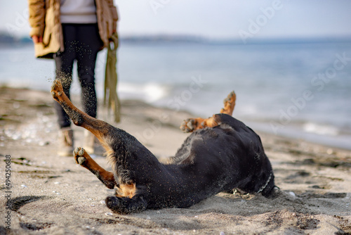 The dog somersaults the beach near the sea and the mistress