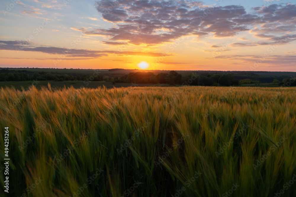 Green wheat field panorama in the
sunset light. Beautiful sunset over wheat field.